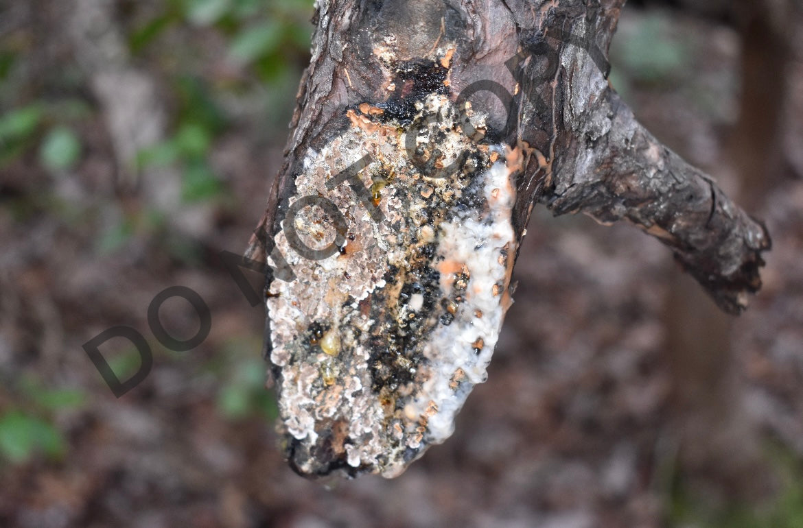 Blood of a tree – ICUphotography By Lex LLC